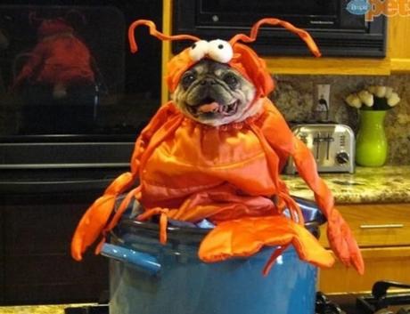 Dog in Lobster Costume