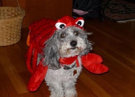 Dog in Lobster Costume