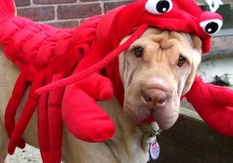 Dog in Lobster Costume