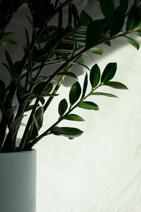 How to Care for House Plants Perfect for Busy UK Mums