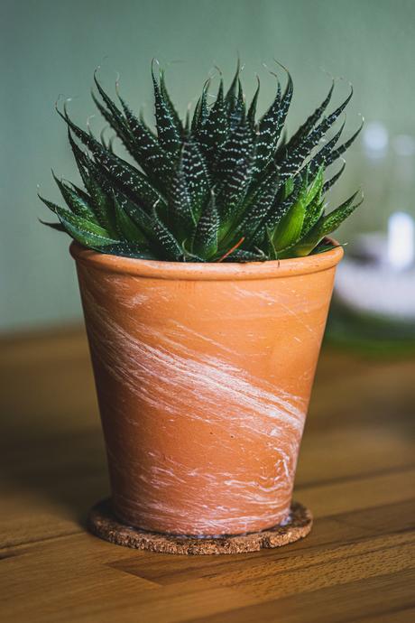 How to Care for House Plants Perfect for Busy UK Mums