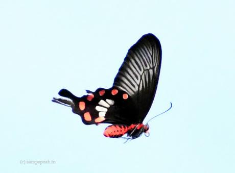 Oh Butterfly !!  -  in flight !