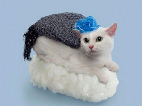 Cat Dressed as Sushi