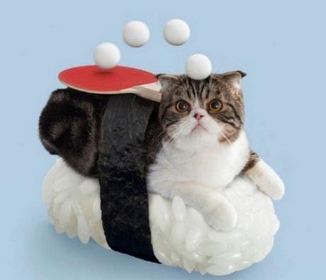 Cat Dressed as Sushi