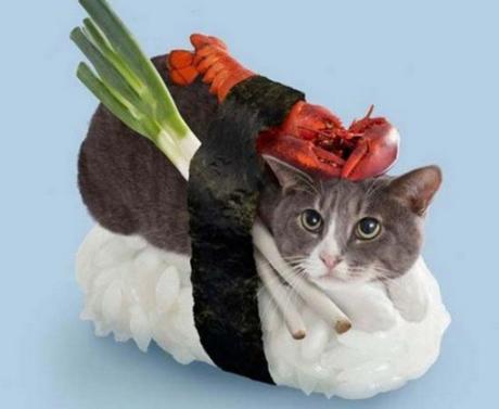 Cat Dressed as Sushi