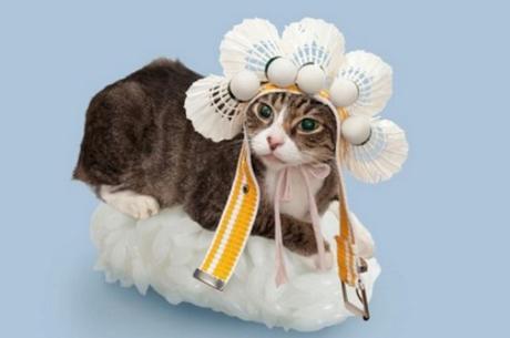 Cat Dressed as Sushi