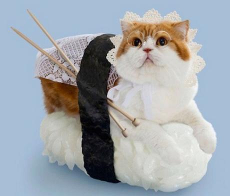 Cat Dressed as Sushi