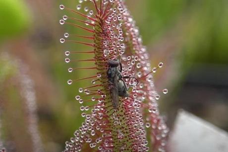 English Sundew (Drosera anglica)