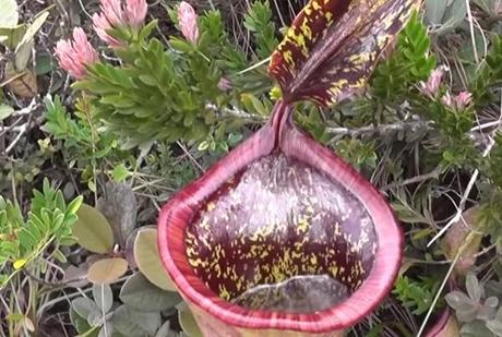 Attenborough's Pitcher Plant (Nepenthes attenboroughii)