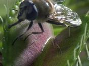 Terrifying Carnivorous Plants That Feast Flesh