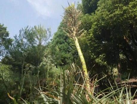 The Sheep Eater (Puya chilensis)