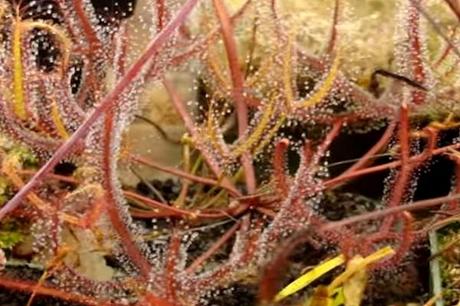 The Forked Sundew (Drosera binata)