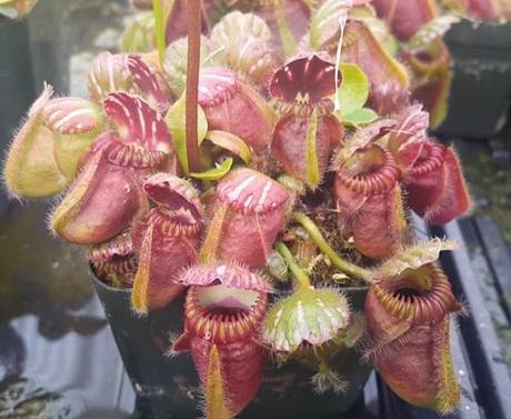 Albany Pitcher Plant (Cephalotus follicularis)