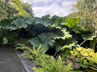 A Plas Brondanw return