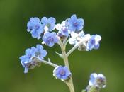 Forget-Me-Not (and Small Petunia)