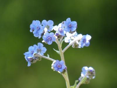 Forget-Me-Not (and One Small Petunia)