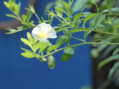 Forget-Me-Not (and One Small Petunia)