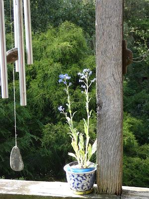 Forget-Me-Not (and One Small Petunia)