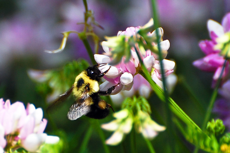 Flower, Save the Bees!, Lisa Orchard