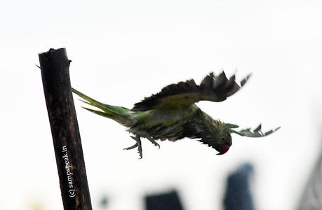 Birds in rain !!   ~   மழையில் கிளிகள் நனைந்தாலும்