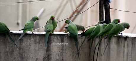 Birds in rain !!   ~   மழையில் கிளிகள் நனைந்தாலும்