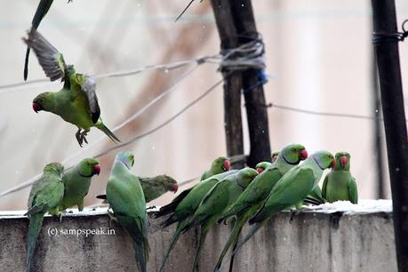 Birds in rain !!   ~   மழையில் கிளிகள் நனைந்தாலும்