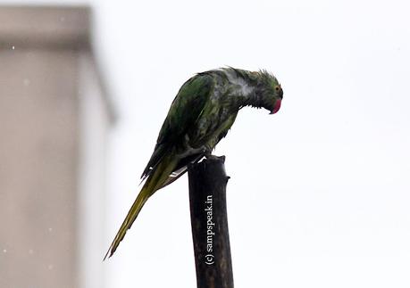 Birds in rain !!   ~   மழையில் கிளிகள் நனைந்தாலும்