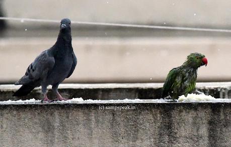 Birds in rain !!   ~   மழையில் கிளிகள் நனைந்தாலும்