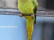 Birds Rain மழையில் கிளிகள் நனைந்தாலும்