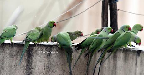 Birds in rain !!   ~   மழையில் கிளிகள் நனைந்தாலும்