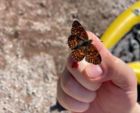 BUGGING OUT IN GLACIER NATIONAL PARK, Guest Post by Paige Arnold