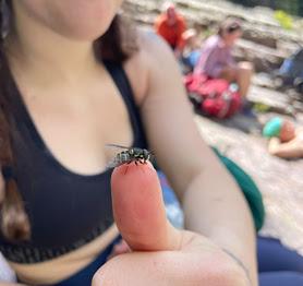 BUGGING OUT IN GLACIER NATIONAL PARK, Guest Post by Paige Arnold