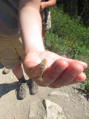 BUGGING OUT IN GLACIER NATIONAL PARK, Guest Post by Paige Arnold