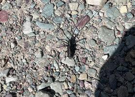 BUGGING OUT IN GLACIER NATIONAL PARK, Guest Post by Paige Arnold