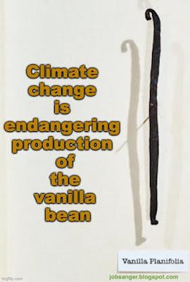 The Vanilla Bean Is Being Endangered By Climate Change