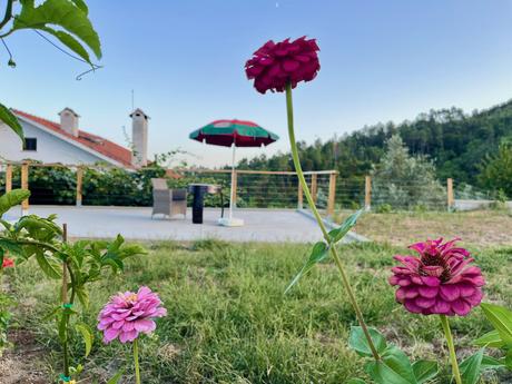 Pink and red flowers in the foreground with a sun parasol and outdoor table and chairs in front of a house with sloping orange rood