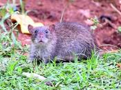 Brown Rat, Bandicoot ஊழல் 'பெருச்சாளிகள்'