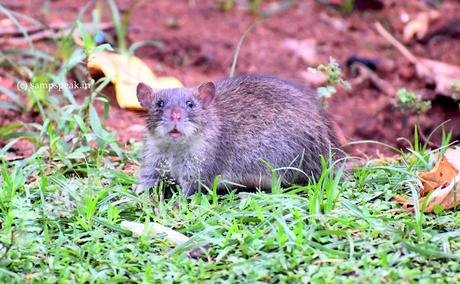 Brown Rat,  Bandicoot !  -   ஊழல்   'பெருச்சாளிகள்'