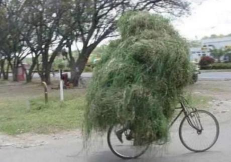 Bicycle Overloaded With Grass