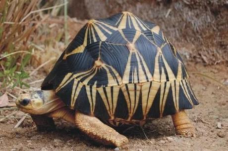 Radiated Tortoise (Astrochelys radiata)