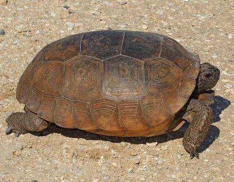 Gopher Tortoise (Gopherus polyphemus)