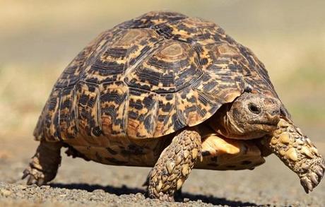 Leopard Tortoise (Stigmochelys pardalis)