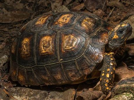 Yellow-Footed Tortoise (Chelonoidis denticulatus)