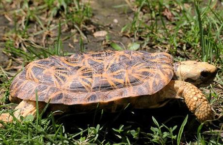 Pancake Tortoise (Malacochersus tornieri)