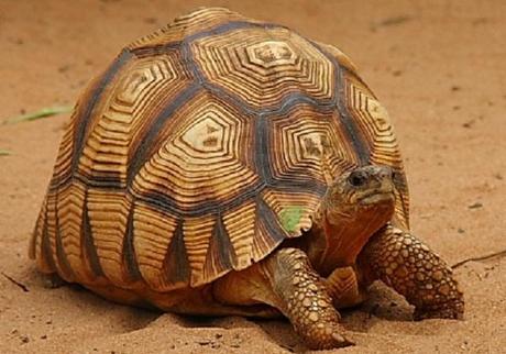 Ploughshare Tortoise (Astrochelys yniphora)