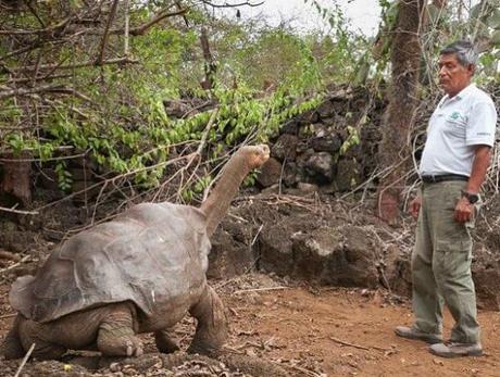 Pinta Island Tortoise (Chelonoidis abingdonii)