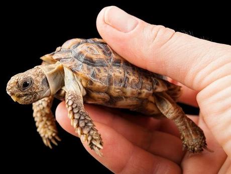 The Speckled Tortoise (Chersobius signatus)