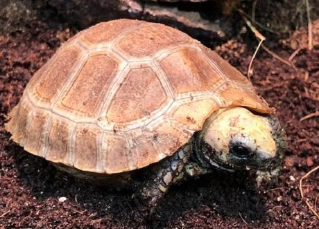 Elongated Tortoise (Indotestudo elongata)