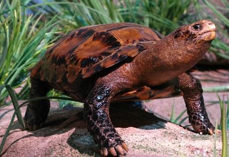 Impressed Tortoise (Manouria impressa)