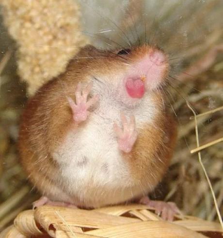 Harvest Mouse Licking a Window